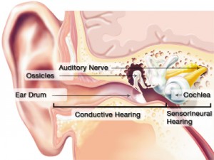 Ear-anatomy